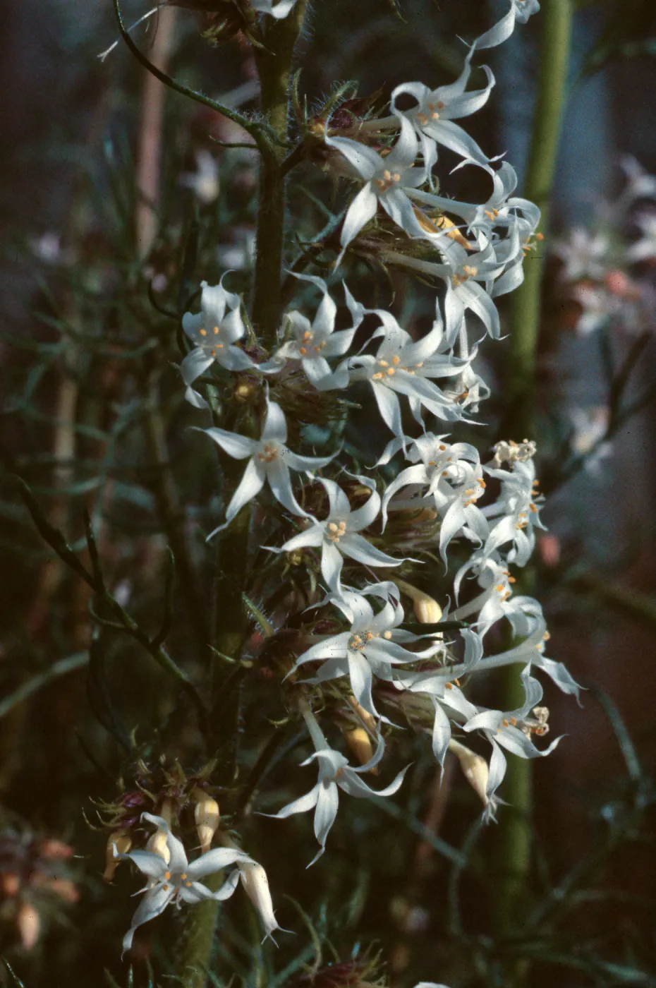 Ipomopsis aggregata weberi, Rabbit Ears Pass, Jackson County , Colorado