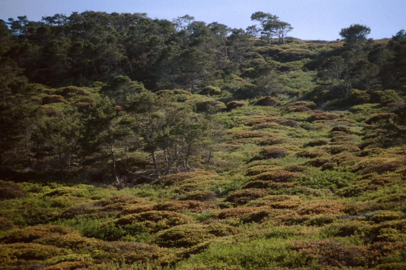 Chaparral-Pine Woodland, Arguello Road, VAFB