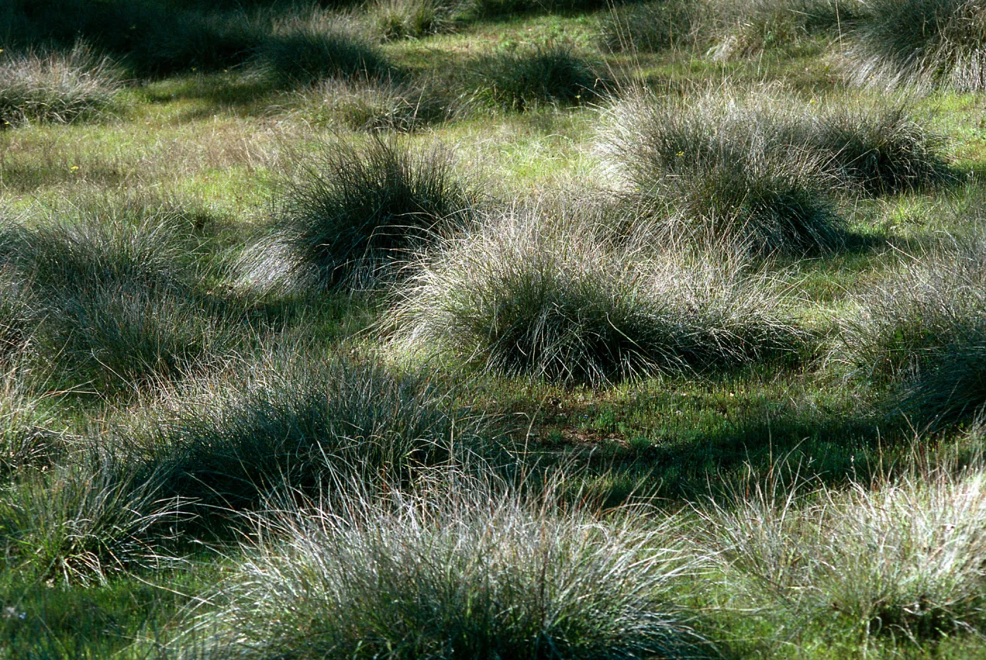 Muhlenbergia rigens , Hunter-Liggett, April, 1996