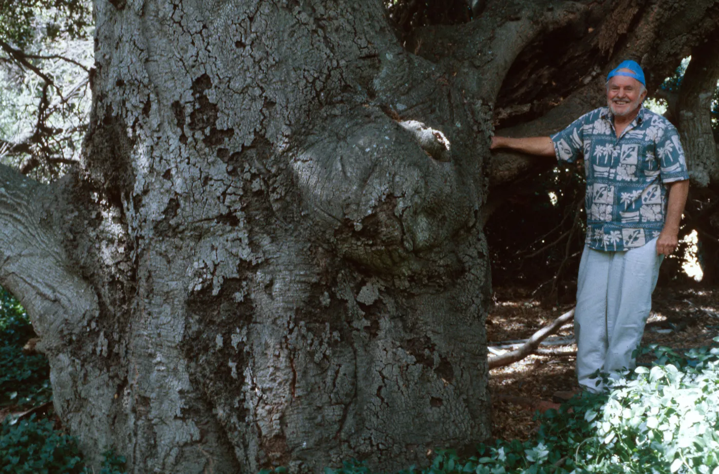 Paul Huebner at Hollister Ranch (docent), Coastal Live Oak, June, 2000