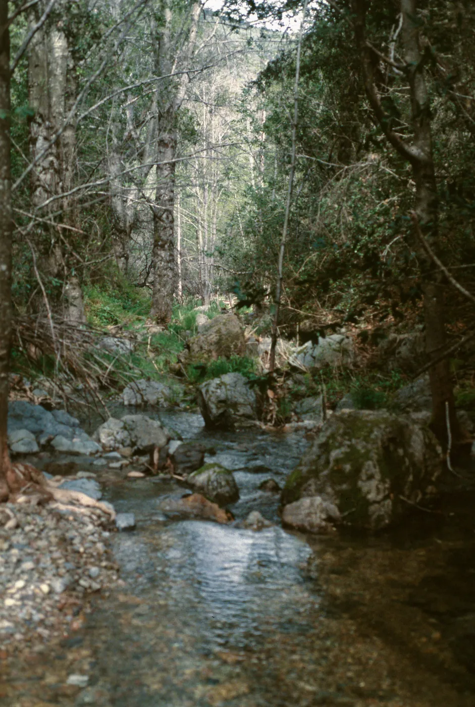 San Miguel Creek, Santa Lucia Mountains, April, 1996