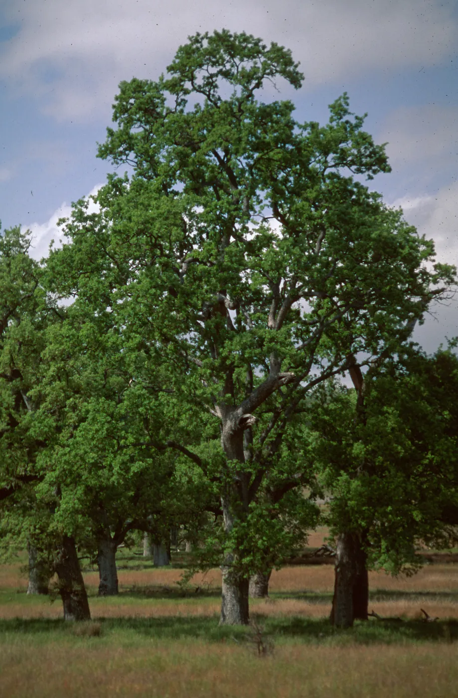 Big Oak Flat, site of Portola Camp, September 16-17, 1769, Ft. Hunter-Liggett