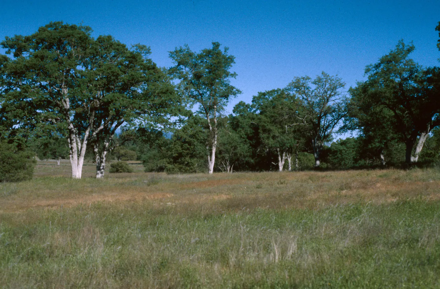 Big Oak Flat, Ft. Hunter-Liggett