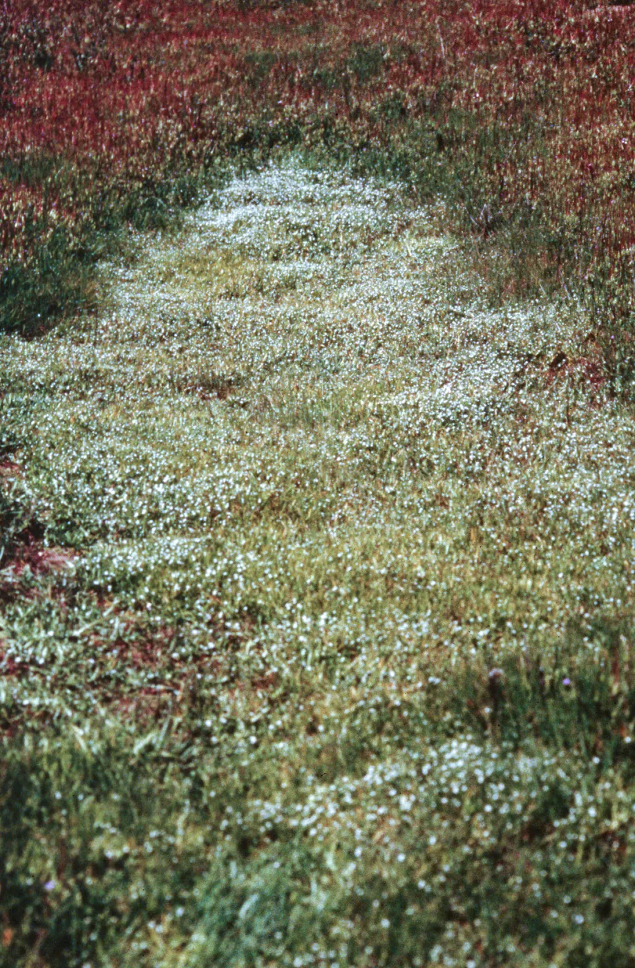 vernal pool, Jolon Valley, Hunter-Liggett