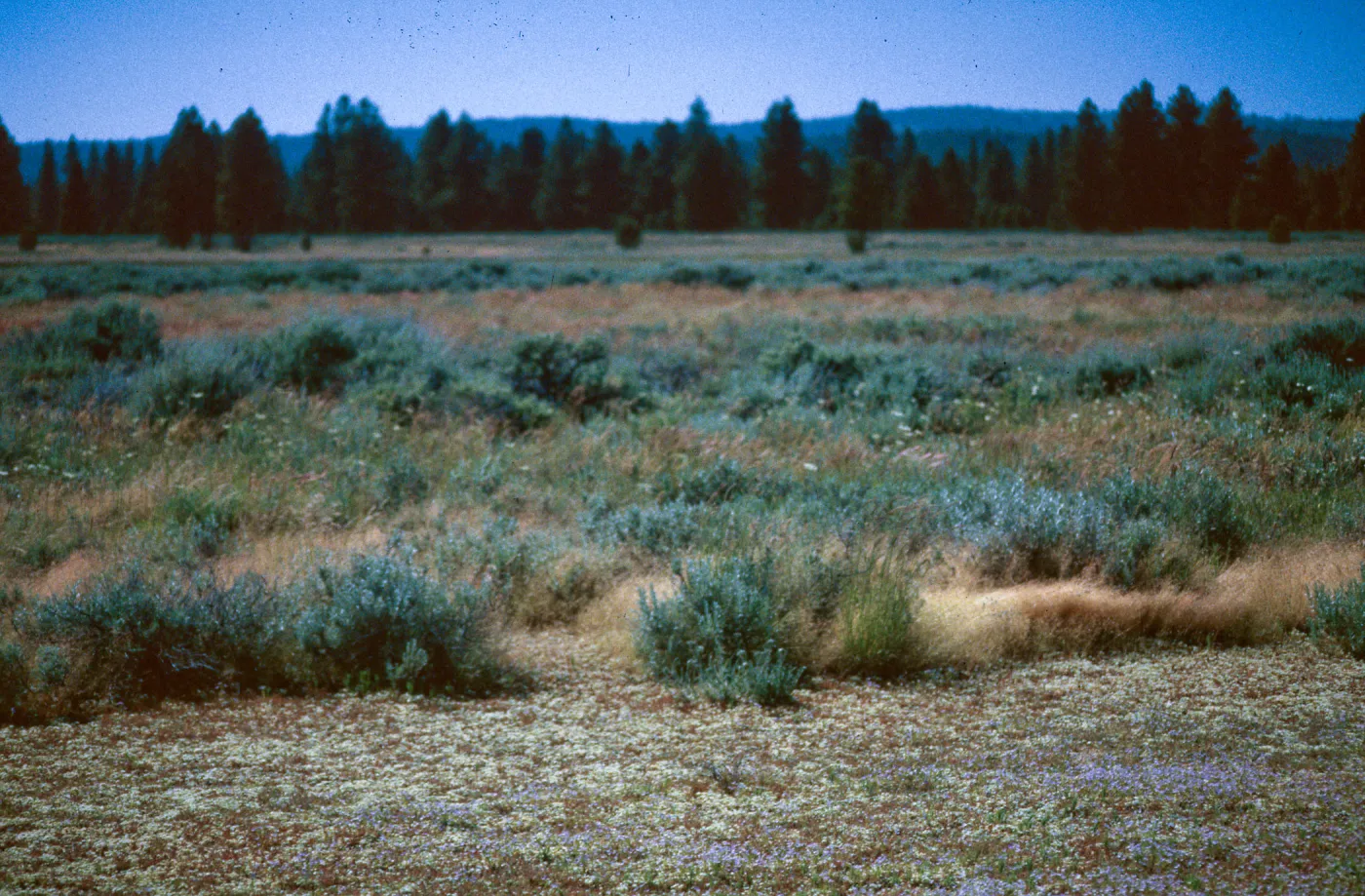 vernal pools, Sierra Valley