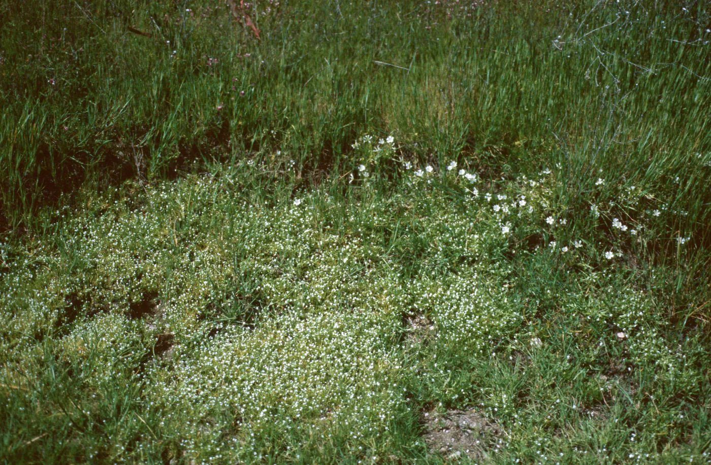 vernal pool, Fort Hunter-Liggett