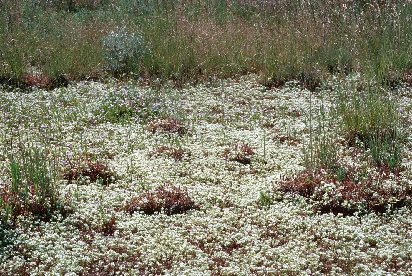 vernal pool, Sierra Valley