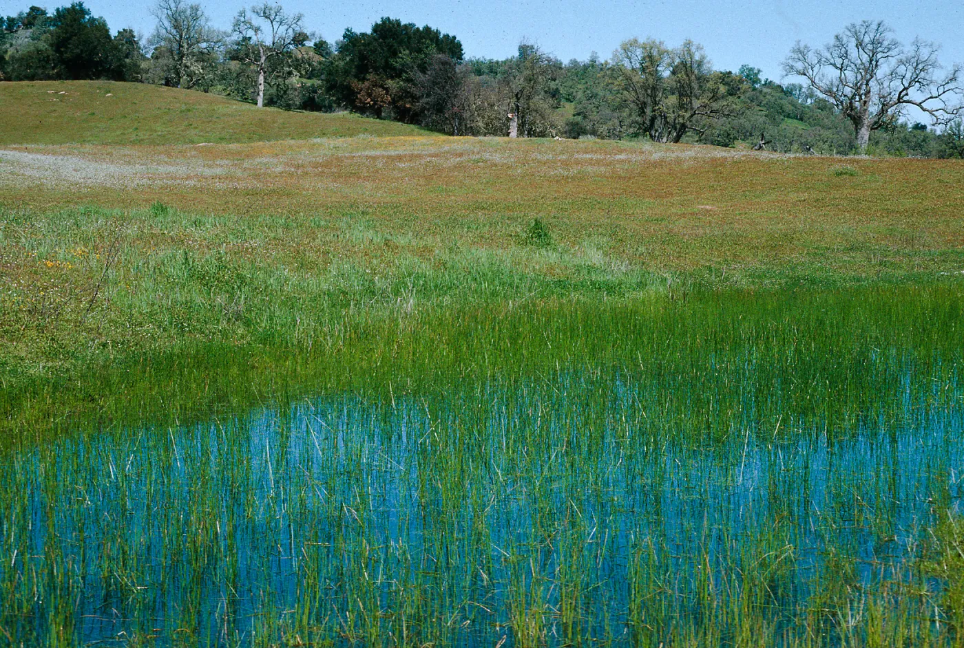 vernal pools, Hunter-Liggett, April, 1996
