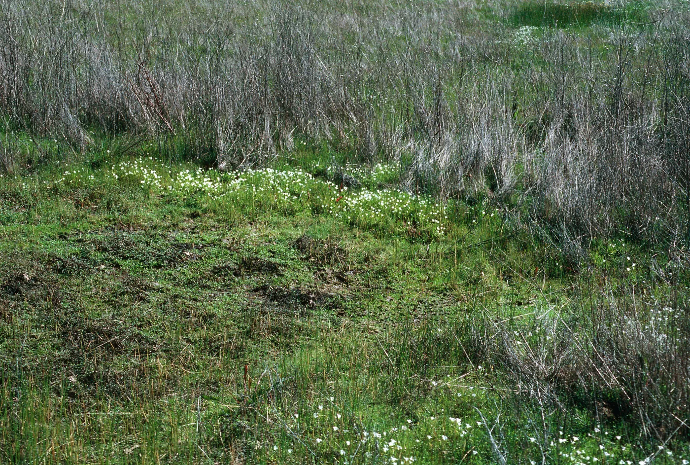 vernal pools, Hunter-Liggett, April, 1996