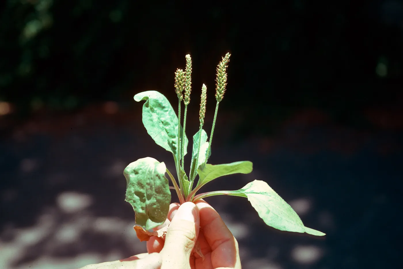 Plantago major