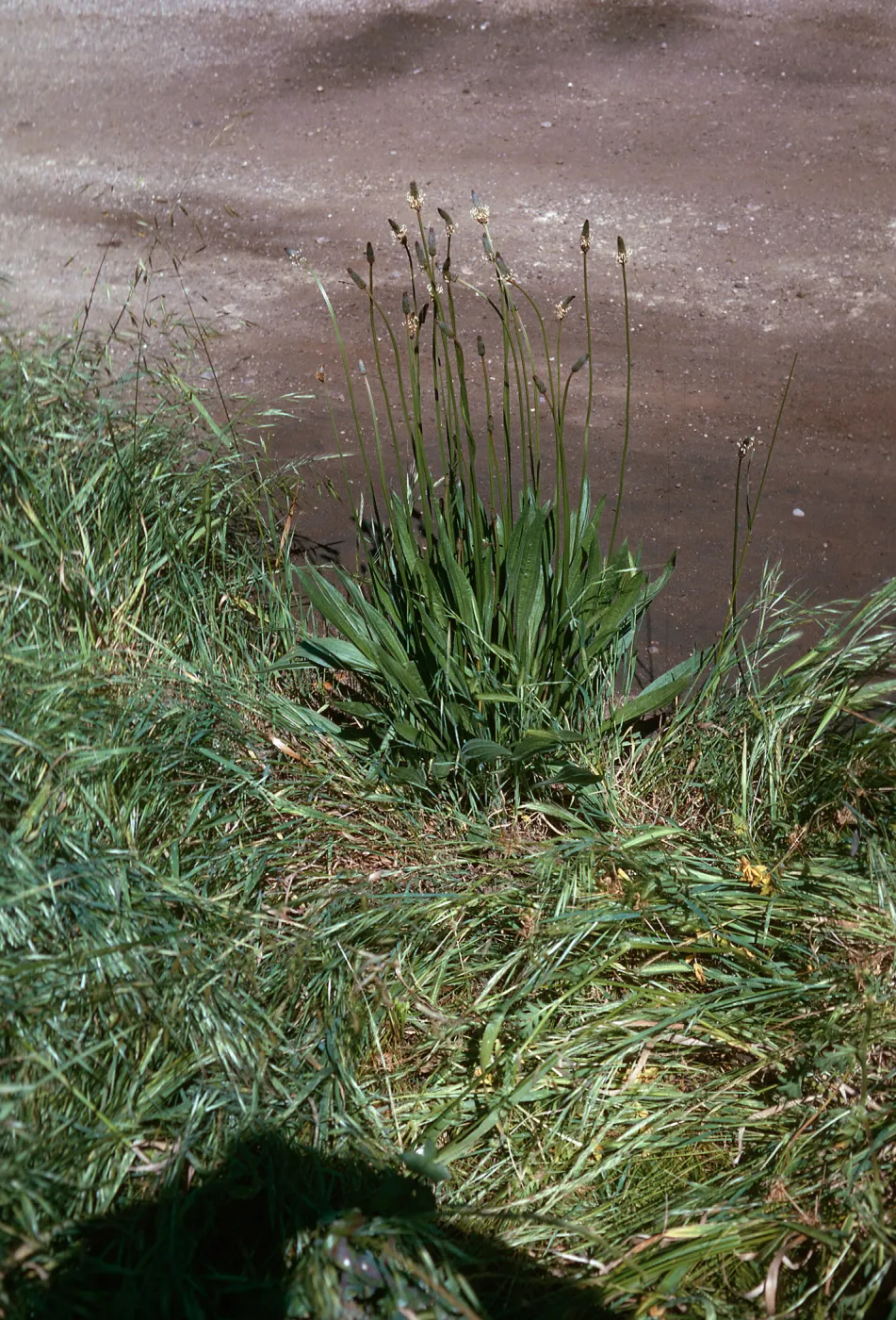 Plantago lanceolata