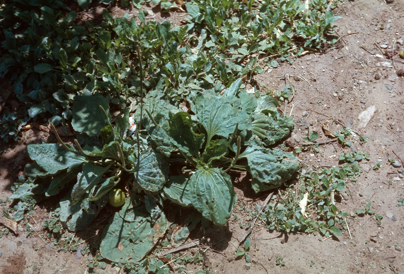 Plantago lanceolata