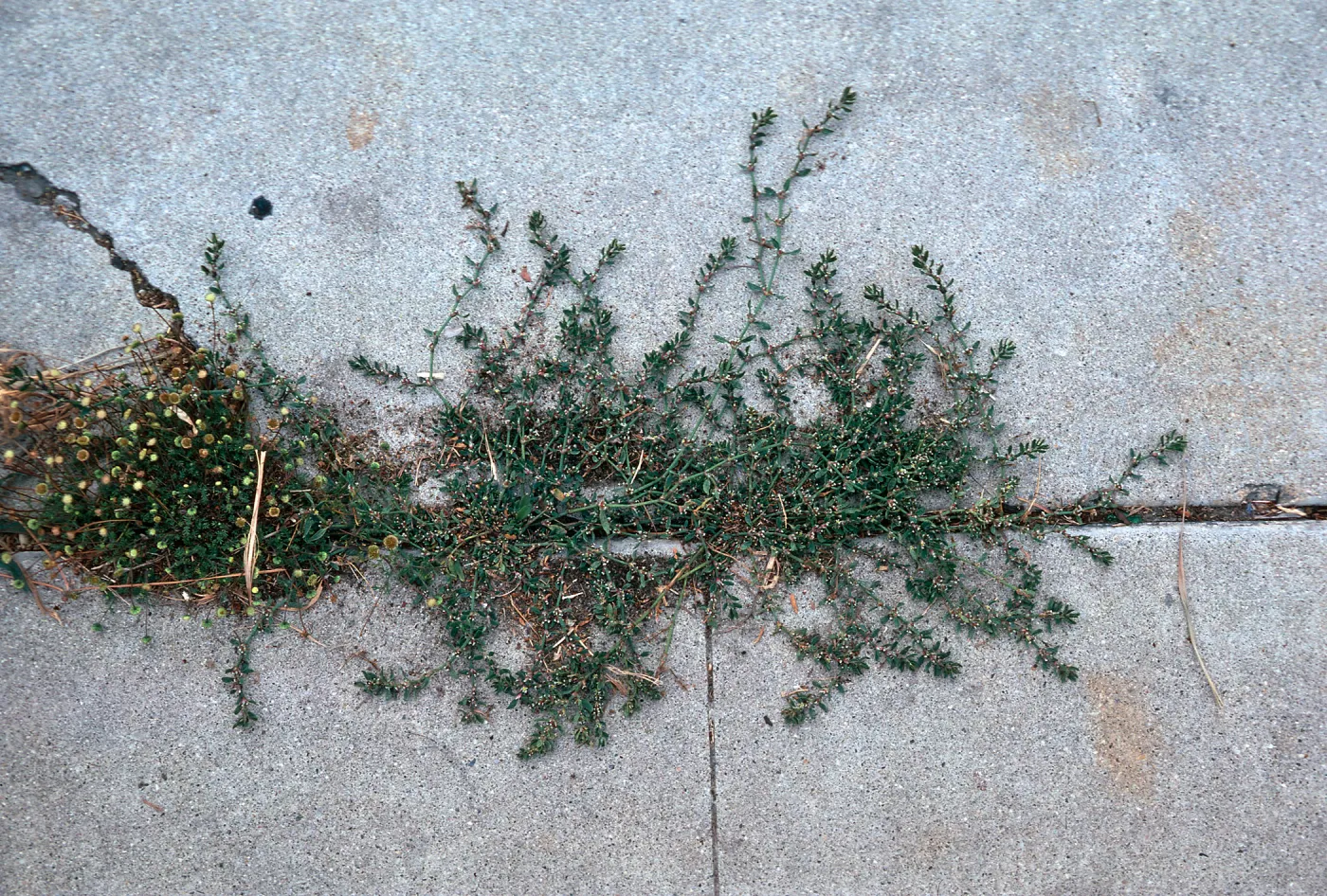 Pelargonium grossularioides