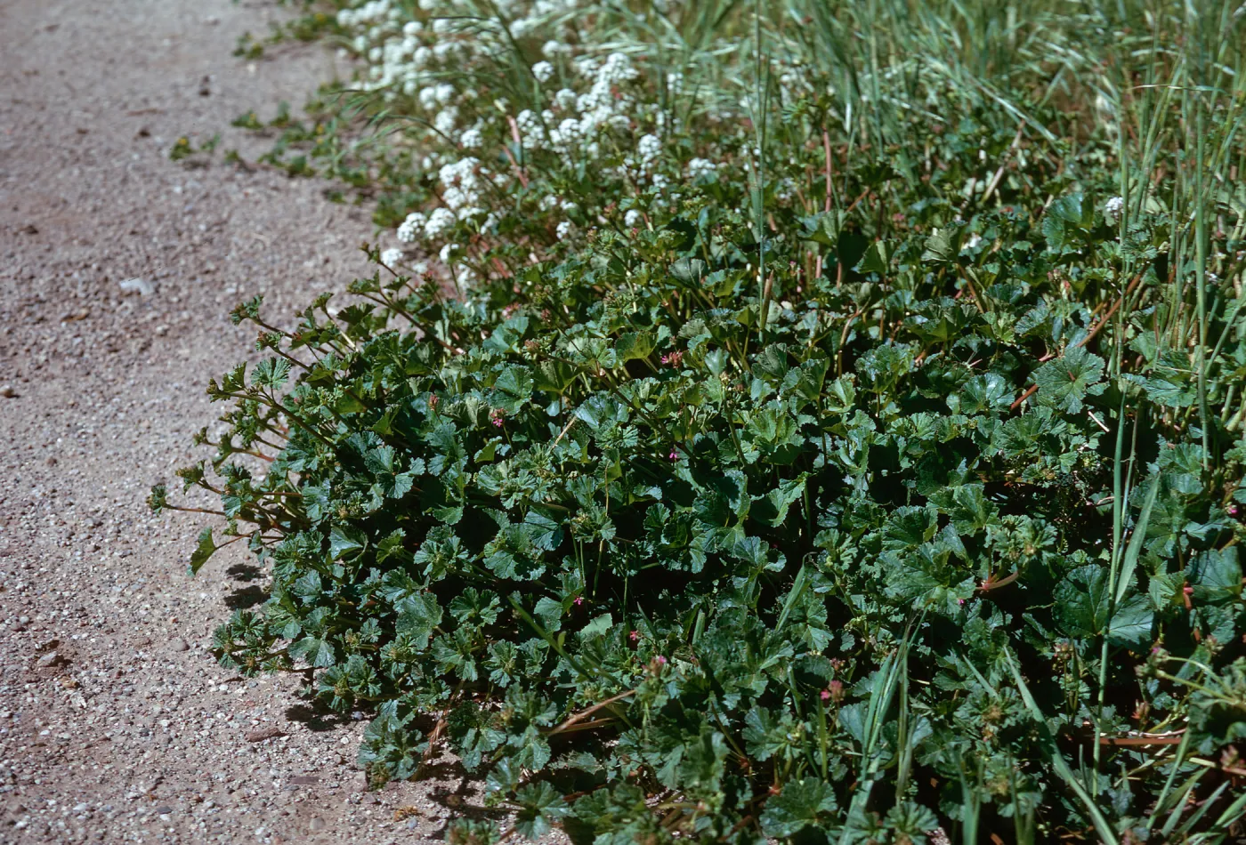 Pelargonium grossularioides