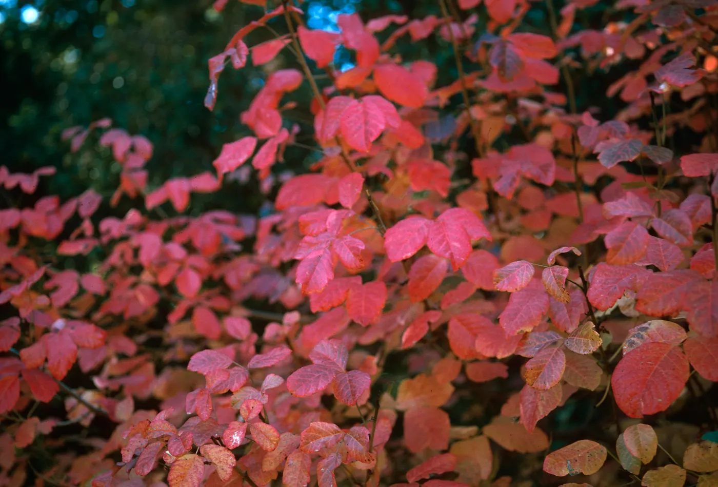 Poison Oak
