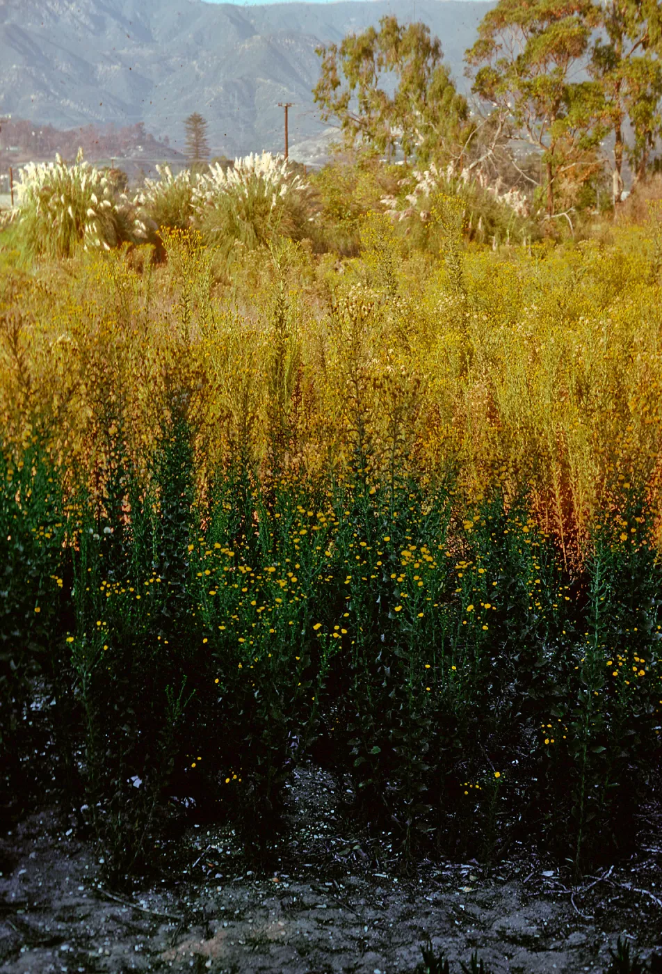 Pampas & Heterotheca