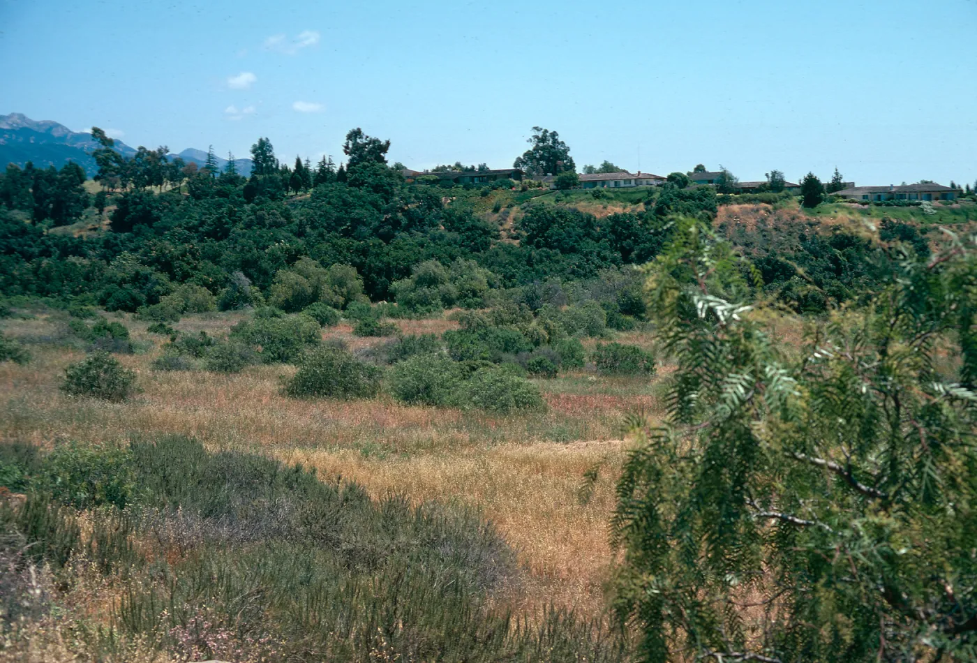 Pepper Trees above Tuckers Grove
