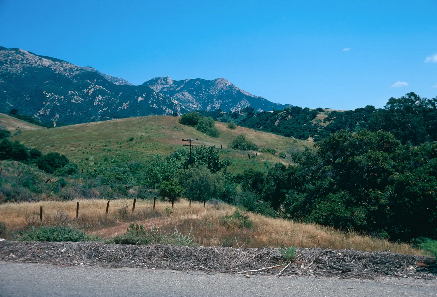 Pepper Trees along San Marcos Pass