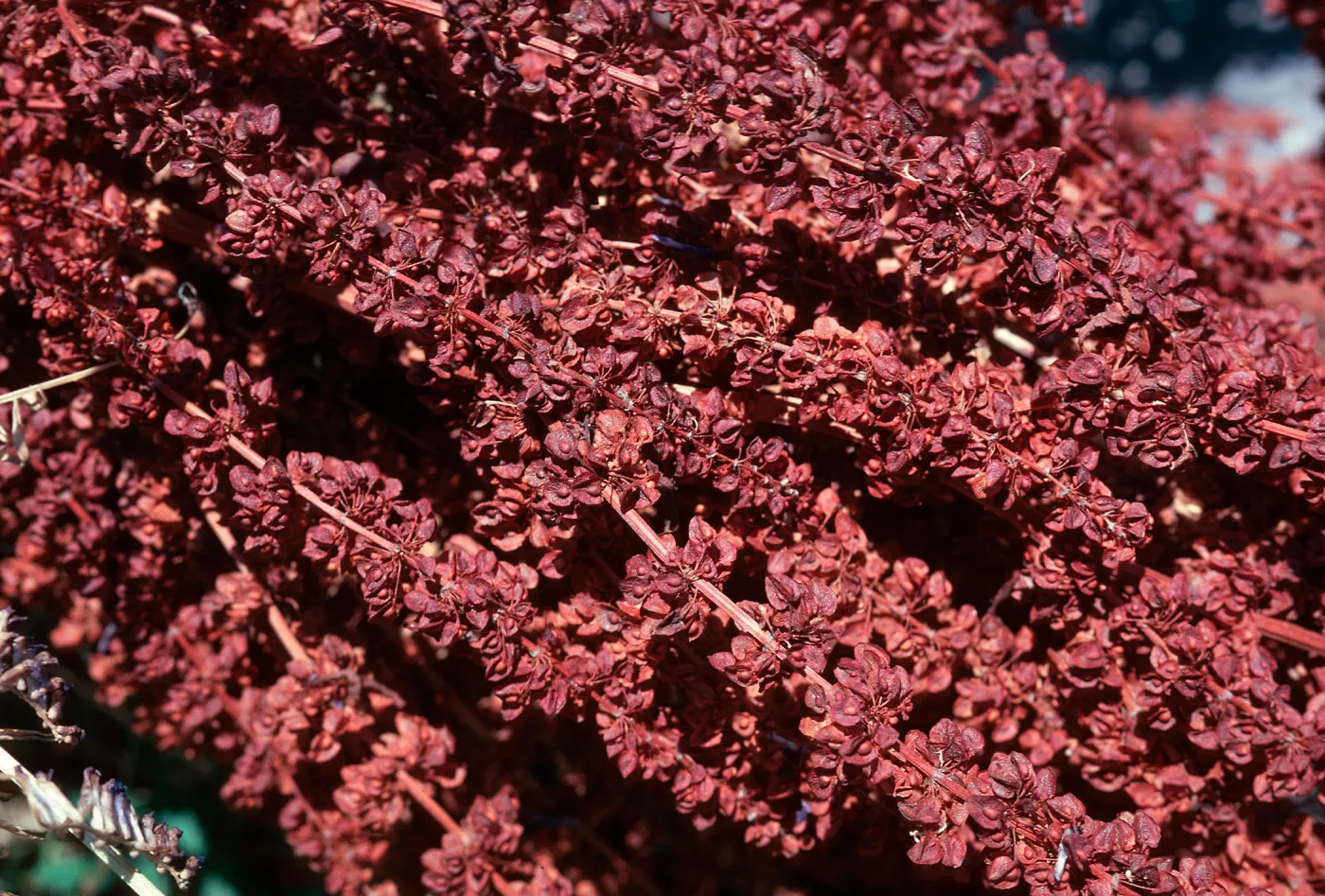 Dock fruit