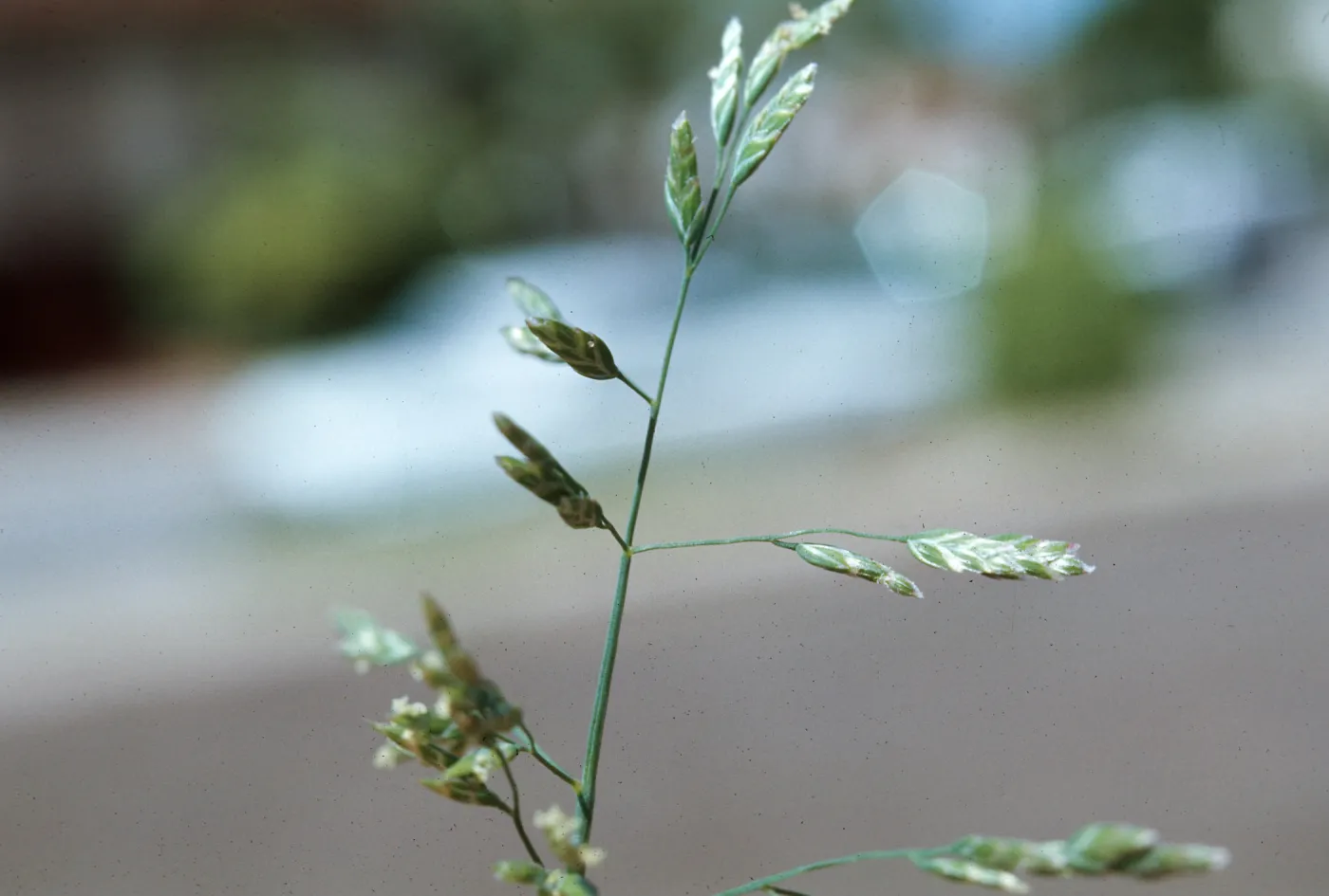 Poa annua