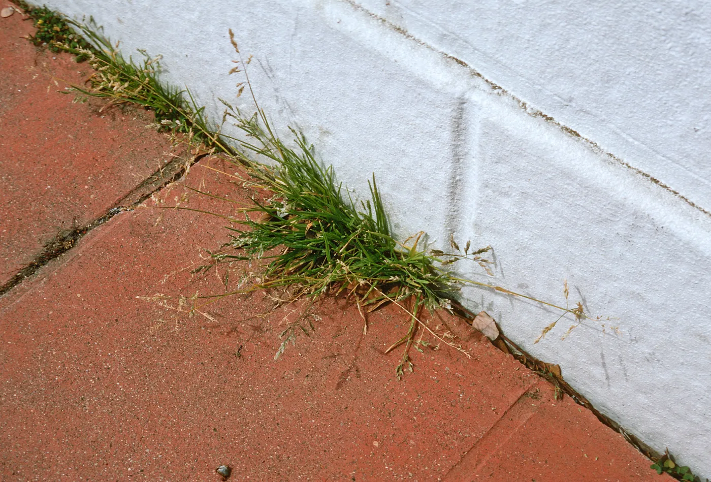Poa annua