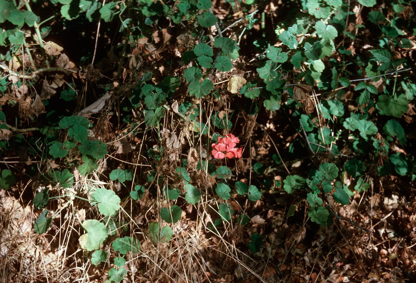 Pelargonium hortorum
