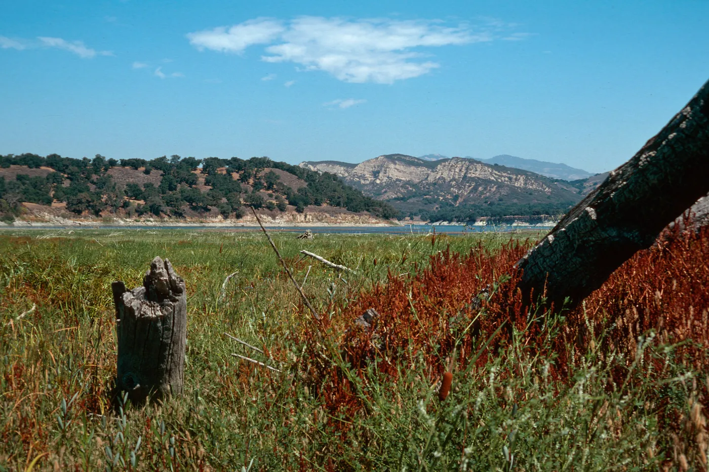 Rumex fueginus, Cachuma
