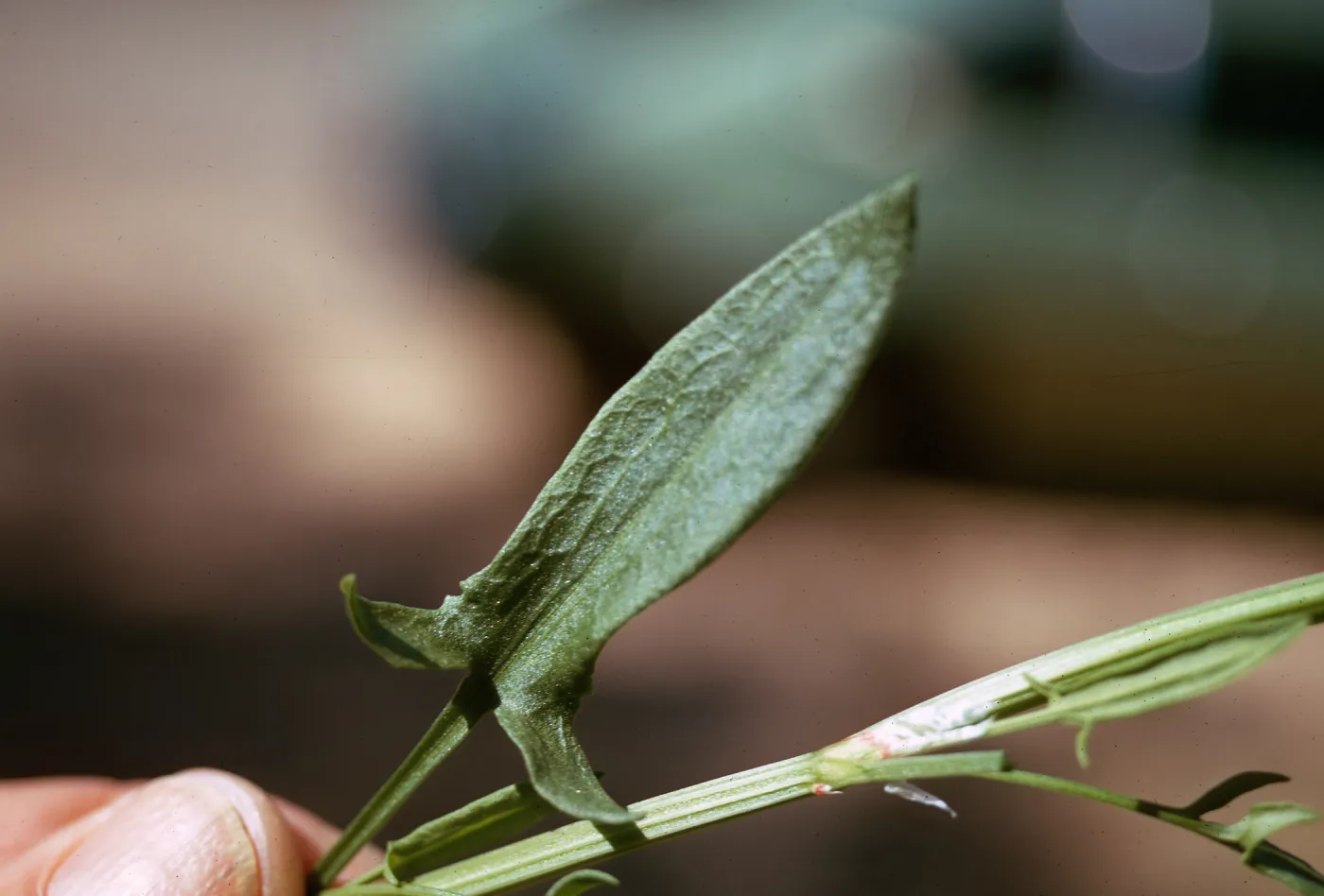 Rumex acetosella