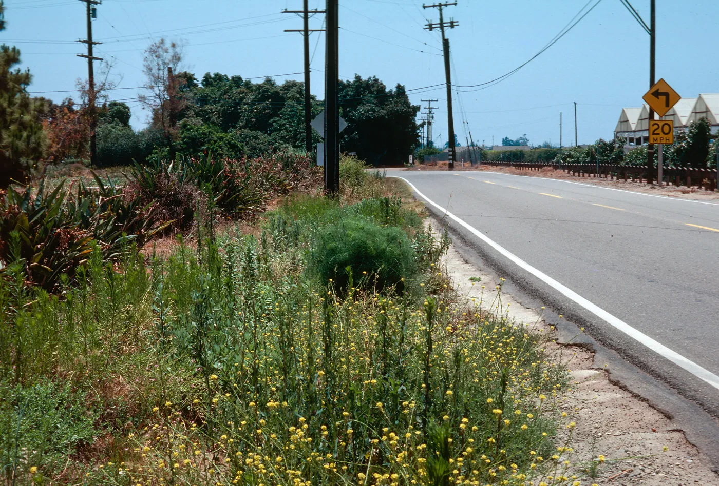 Rumex kerneri, Carpinteria school - Foothill Road