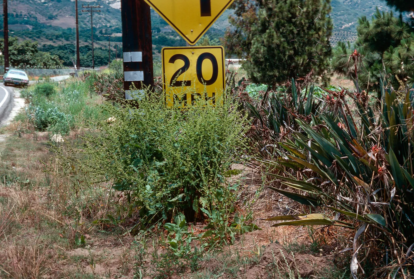 Rumex kerneri, Carpinteria school