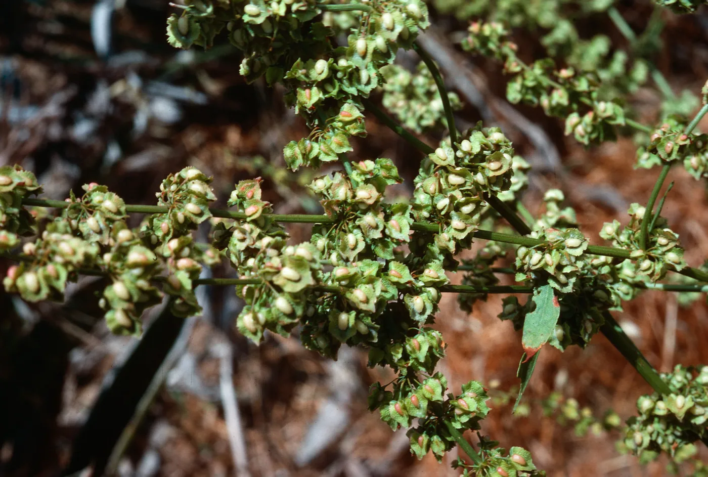 Rumex kerneri, Carpinteria school