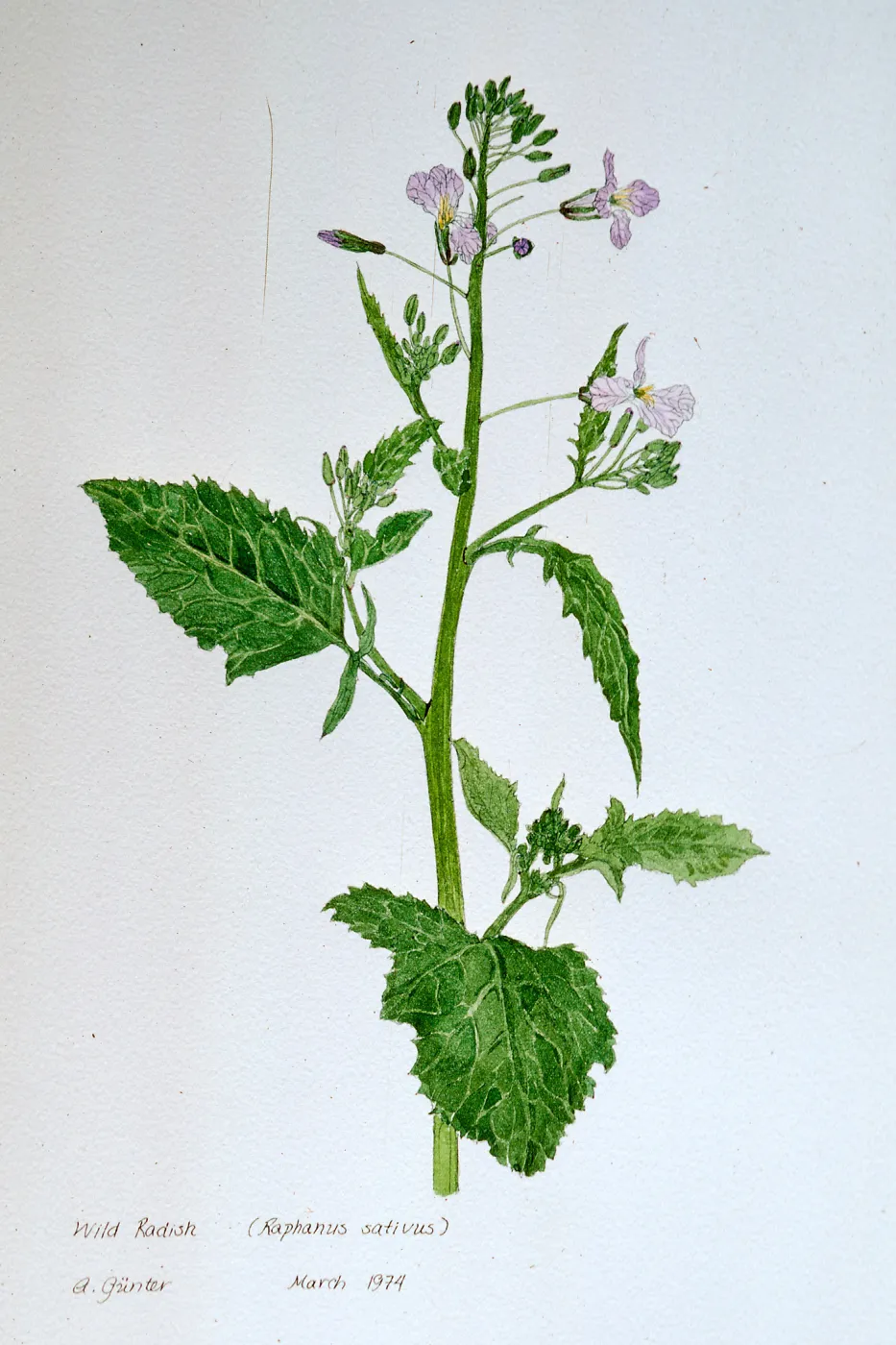 Wild Radish by A. GÃ¼nter, Raphanus sativus, March, 1974