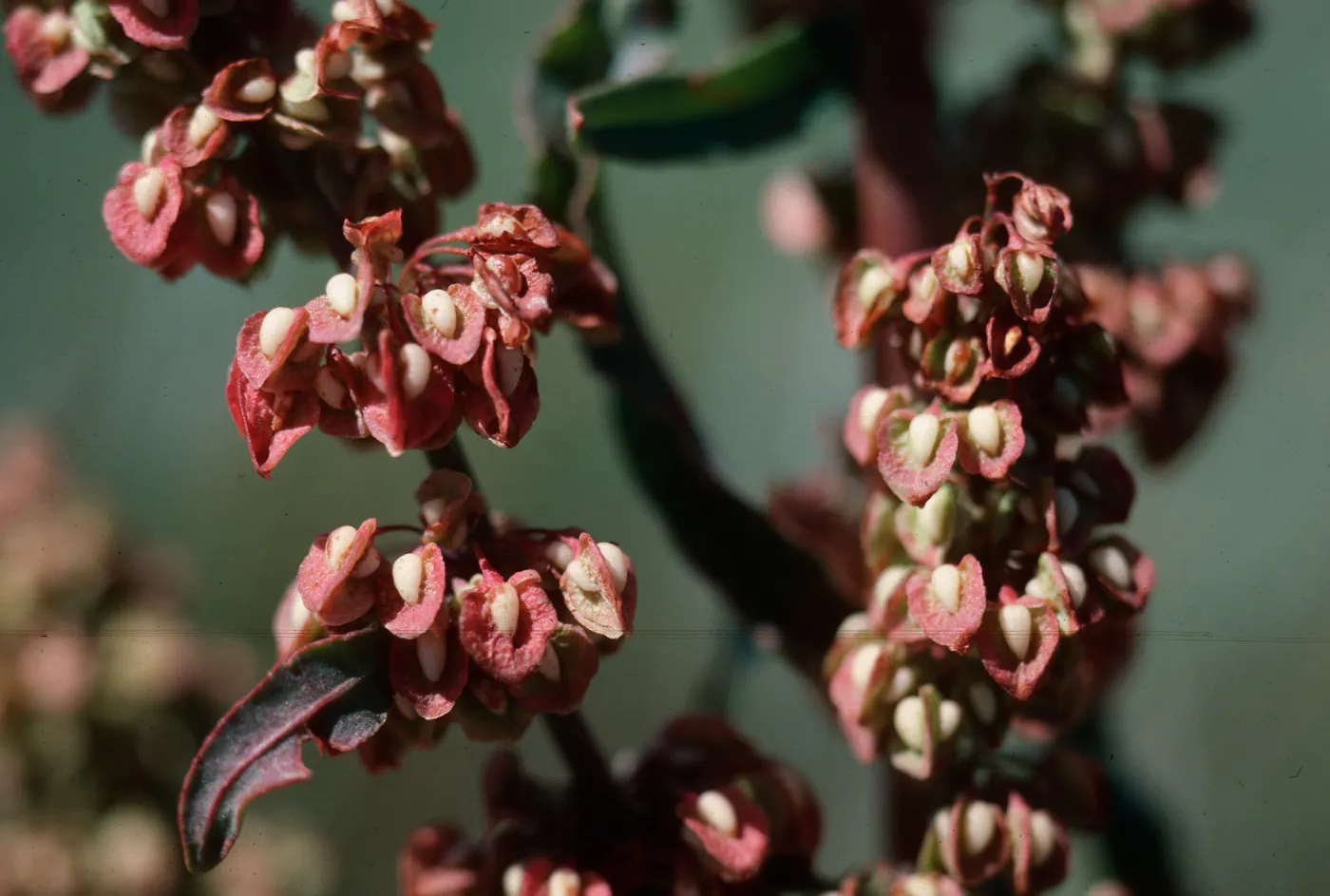 Rumex crispus