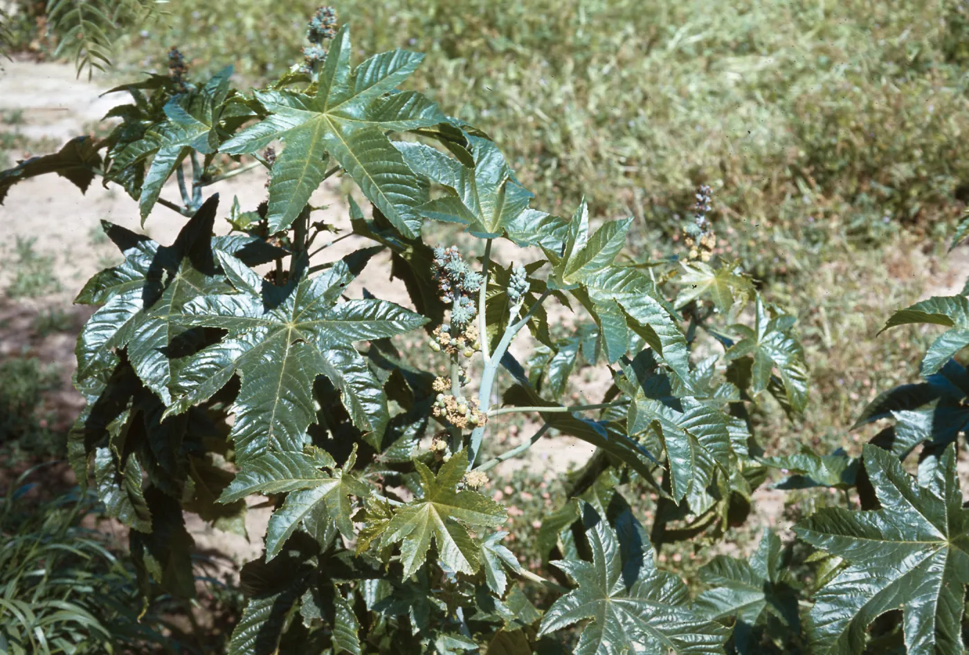 Ricinus