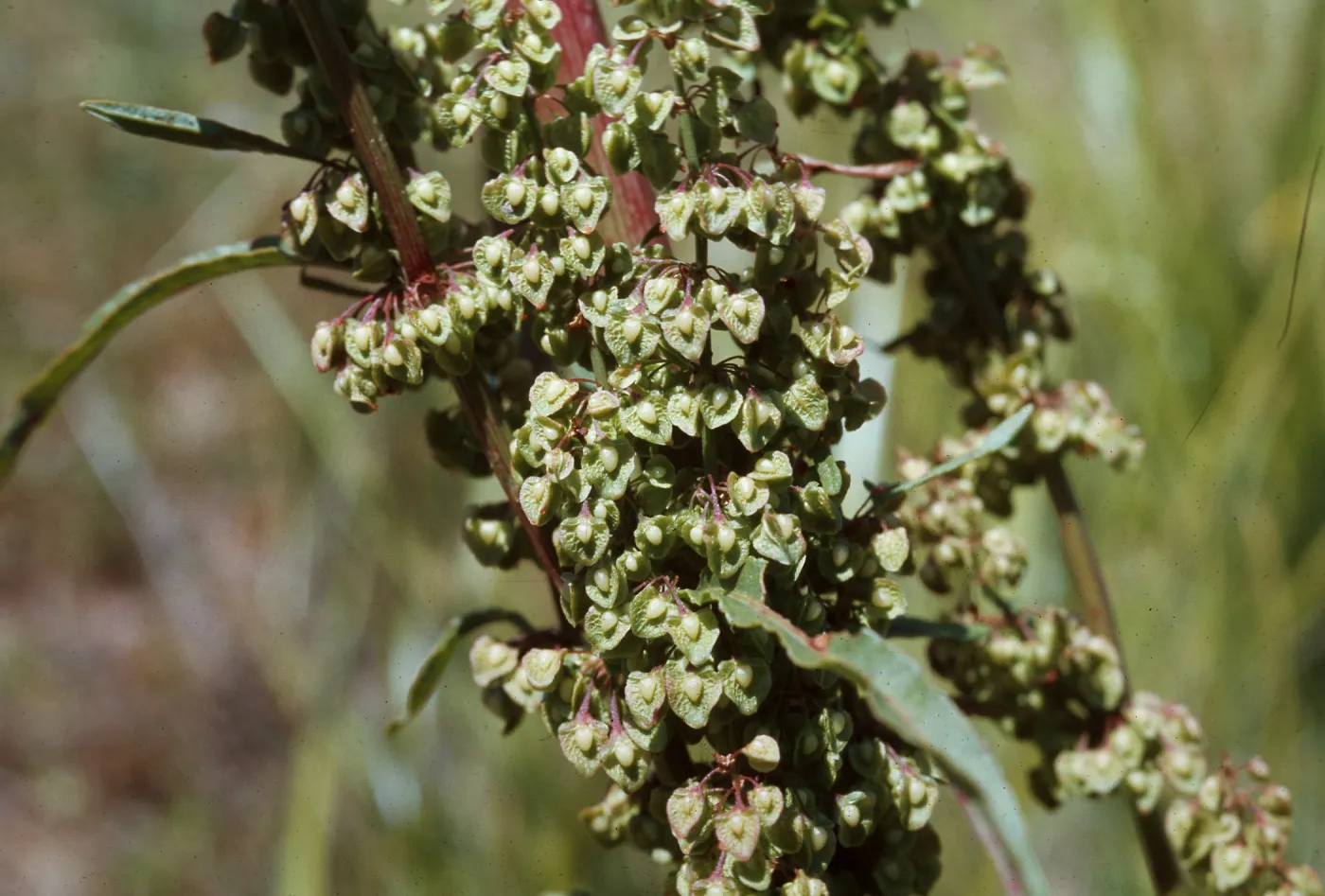 Rumex crispus
