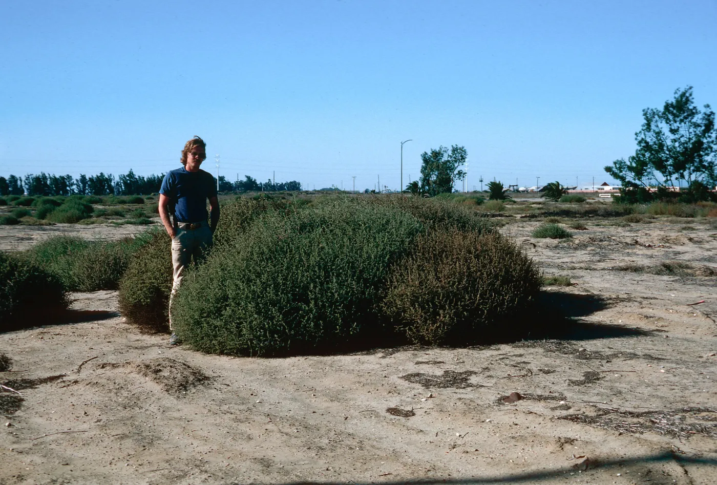 Salsola, Santa Maria