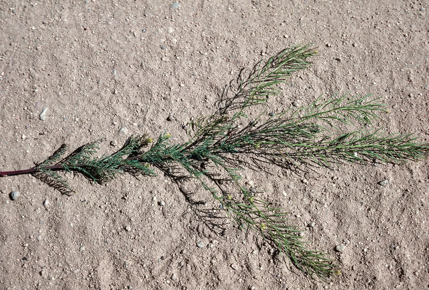 Sisymbrium, Ballinger