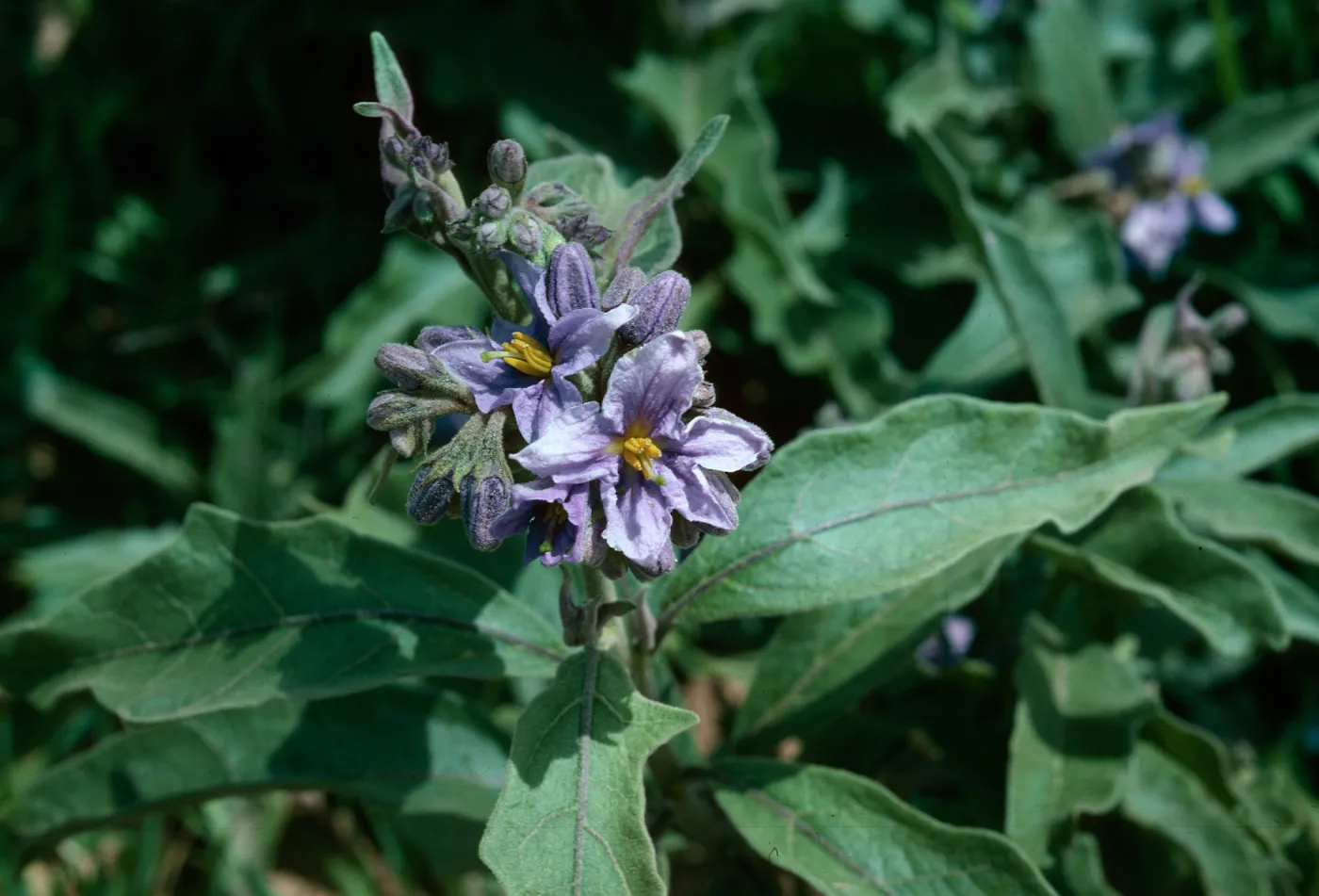 Solanum, E. De la Guerra & Laguna ?