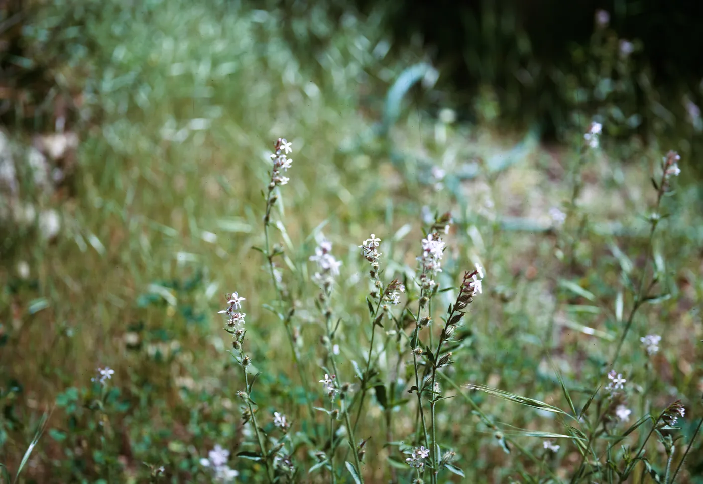 Silene gallica