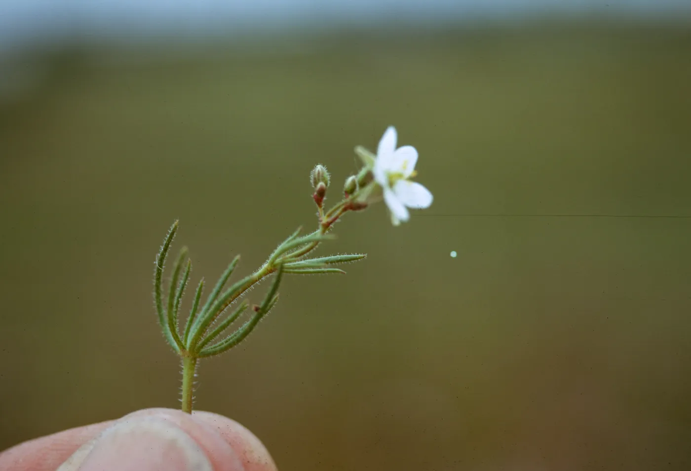 Sand Spurrey