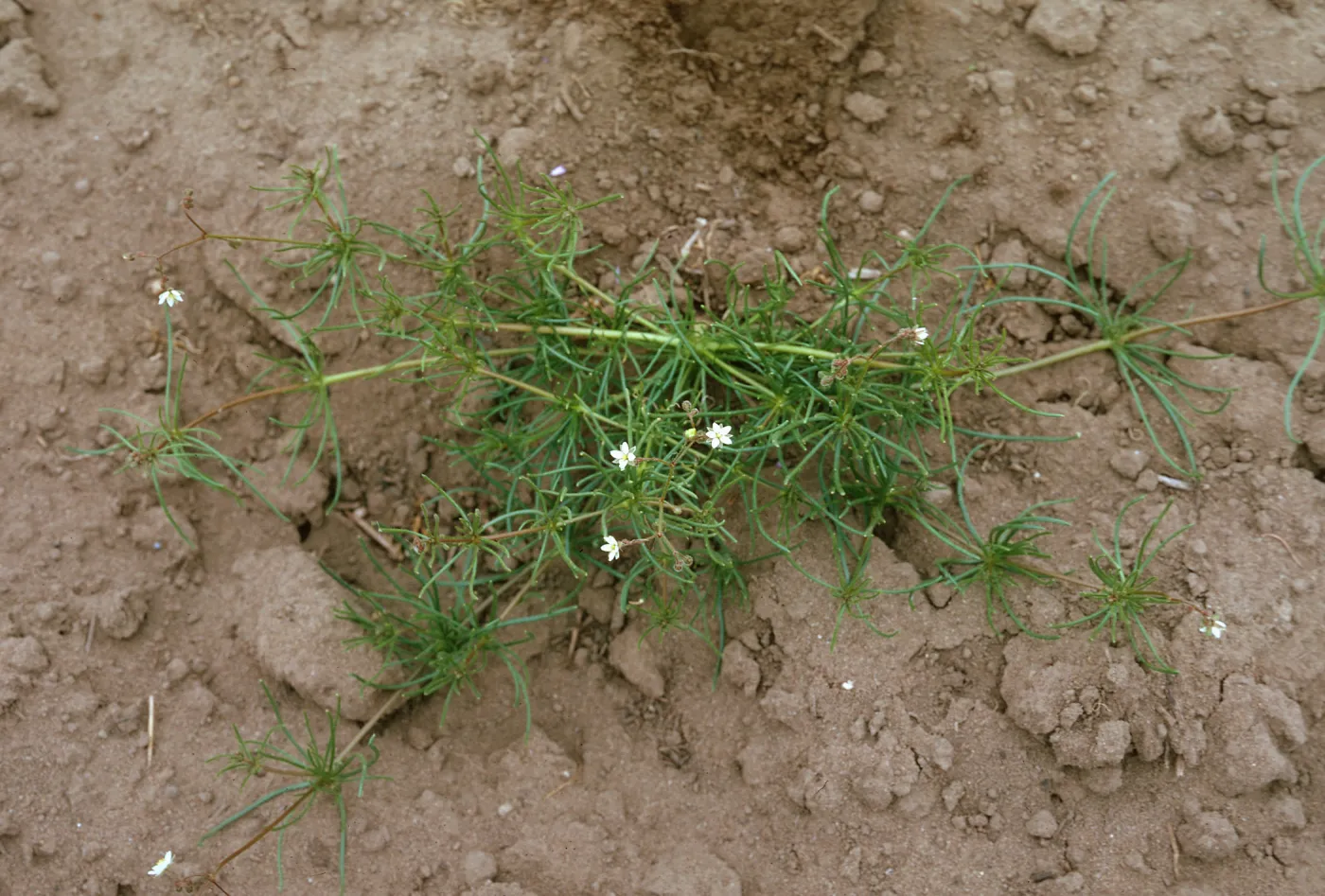 Sand Spurrey