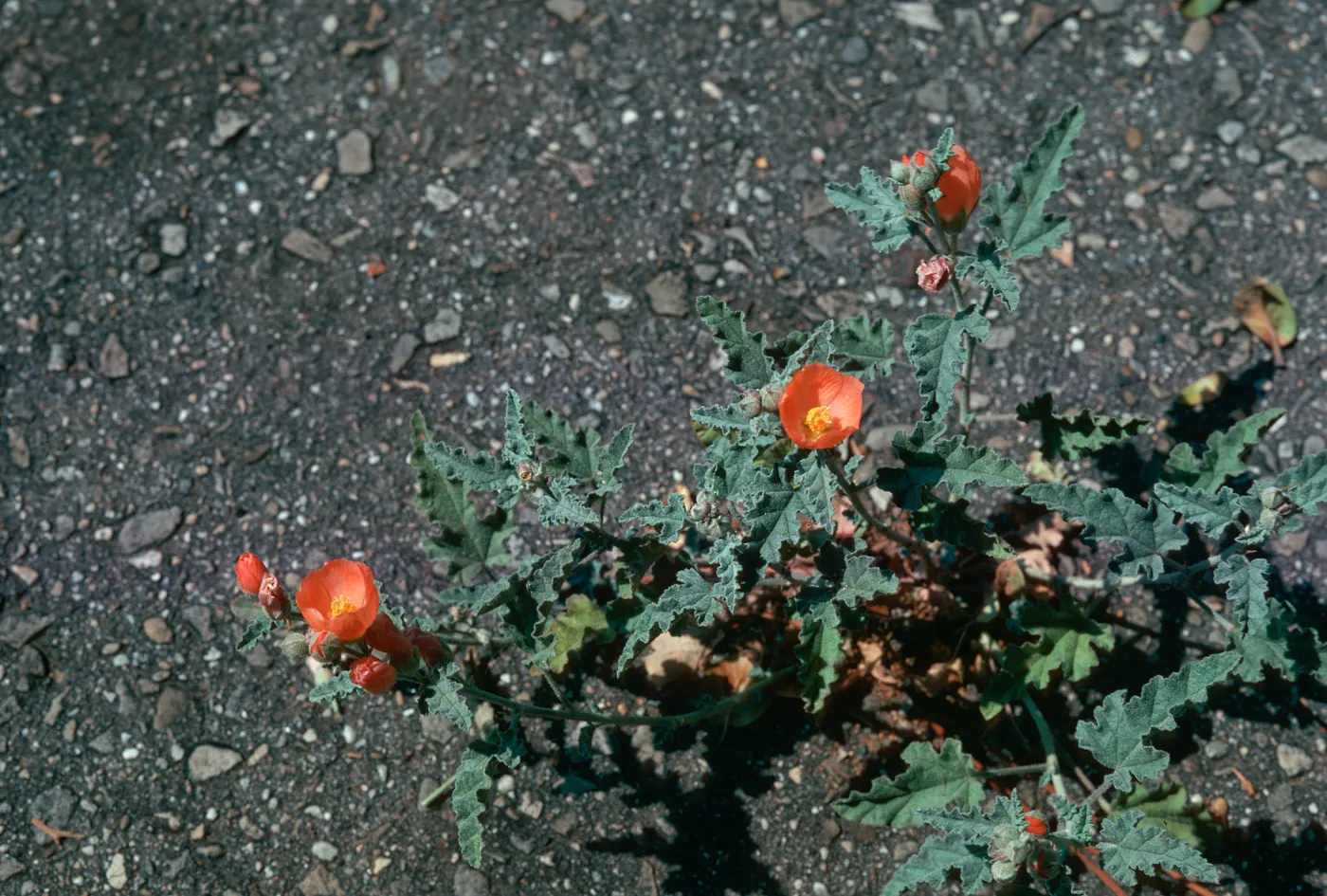 Sphaeralcea (Santa Barbara Museum)