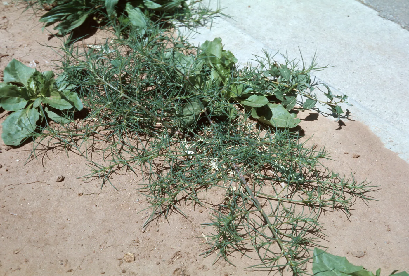 Salsola