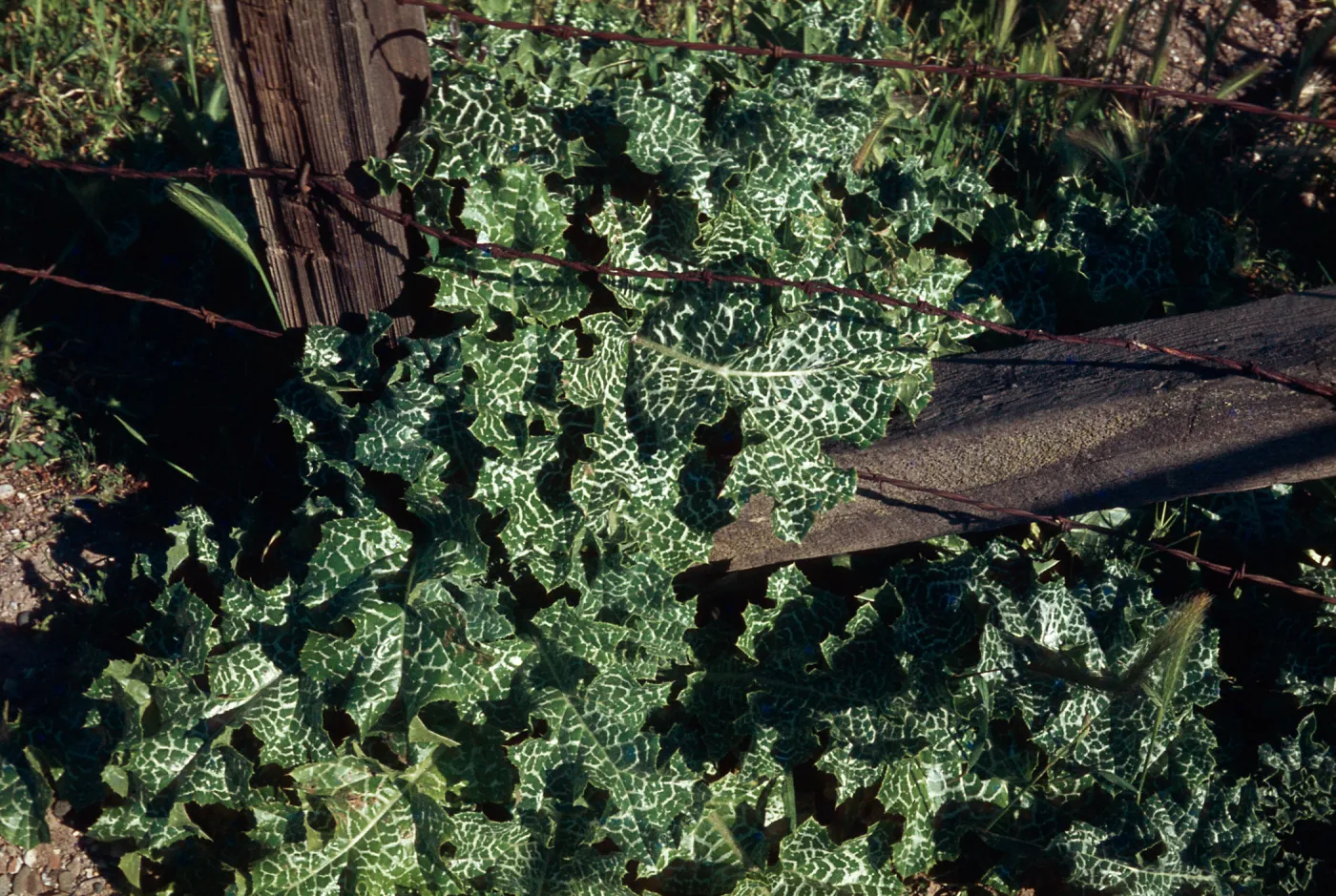 Milk Thistle leaves