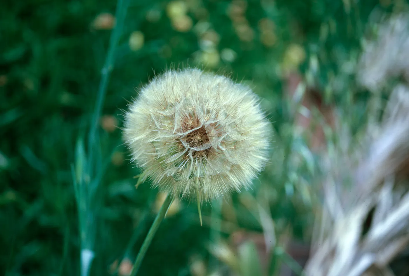 Tragopogon