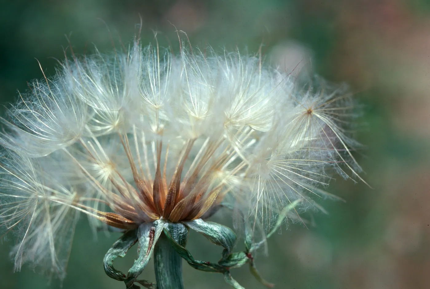 Trapopogon seed