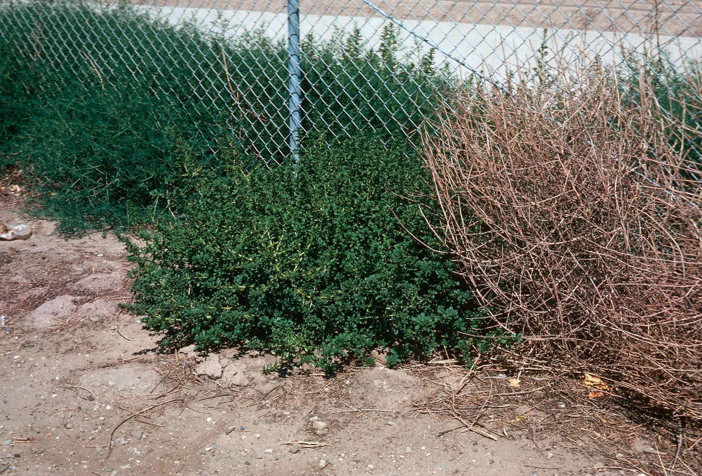 Amaranthus and Salsola