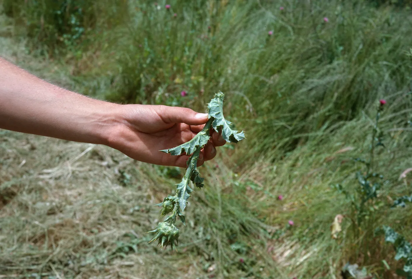 cut Milk Thistle, Las Cruces
