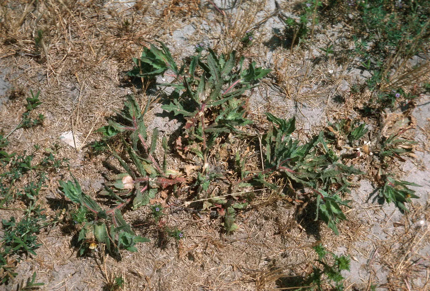 Blessed Thistle, Las Flores