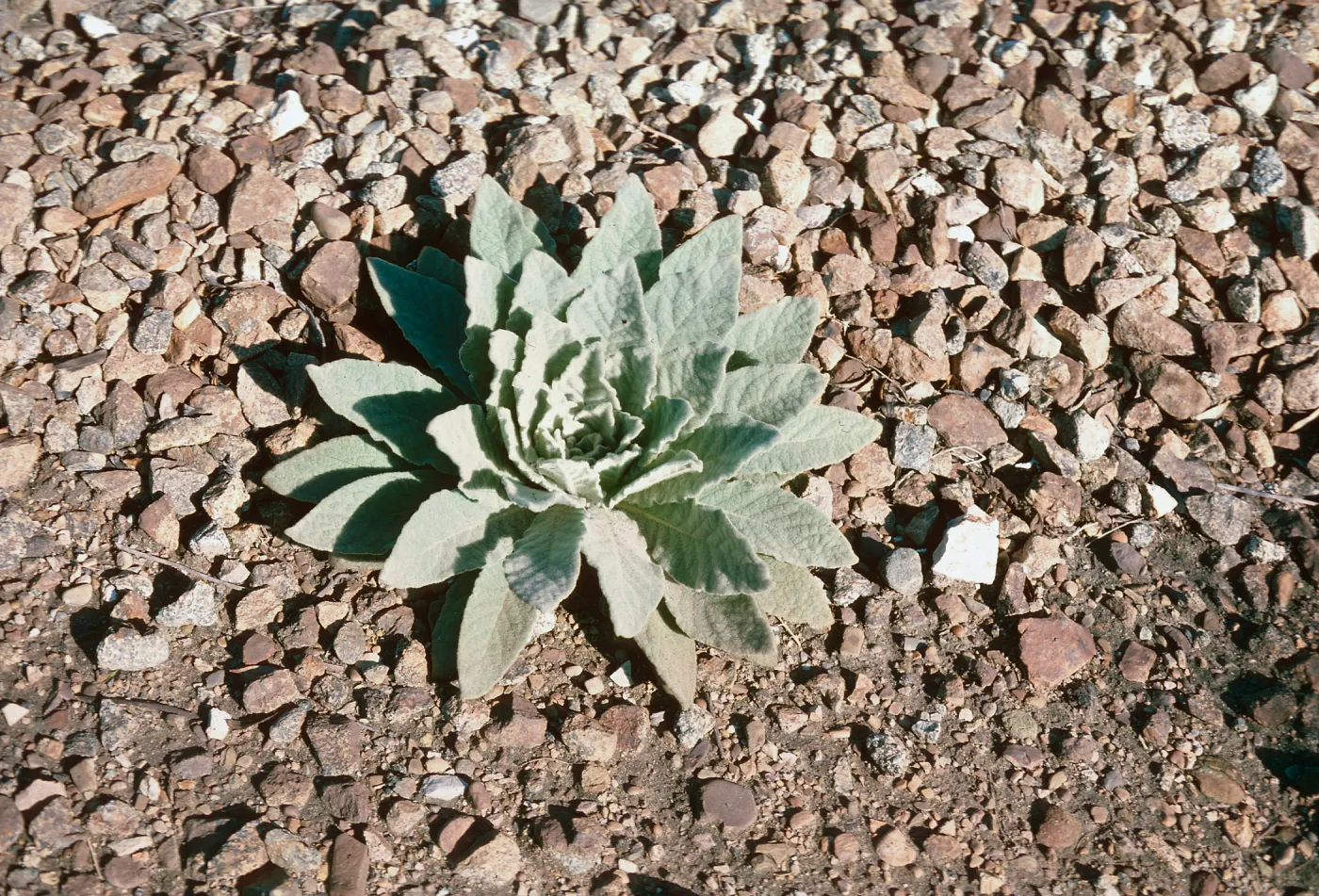 Verbascum, R R El Capitan